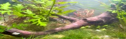 Pufferfish fish for sale: Complete setup available - pea puffers, Corys etc in Worcester - Advert 5