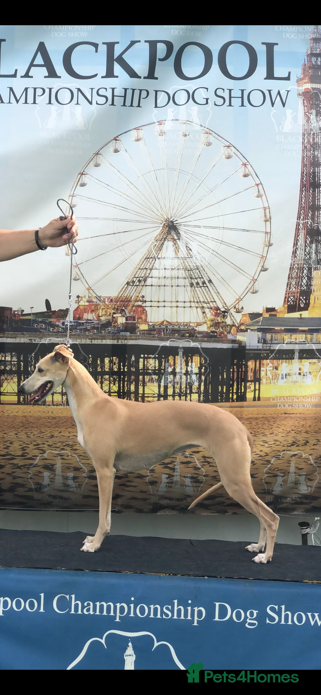 Whippet dogs for sale: Two exceptional kc registered pups available  - Advert 19