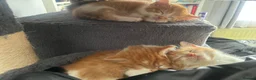 Norwegian Forest Cat cats for sale: Norwegian Forest X British Shorthair Ginger kitten - Advert 5