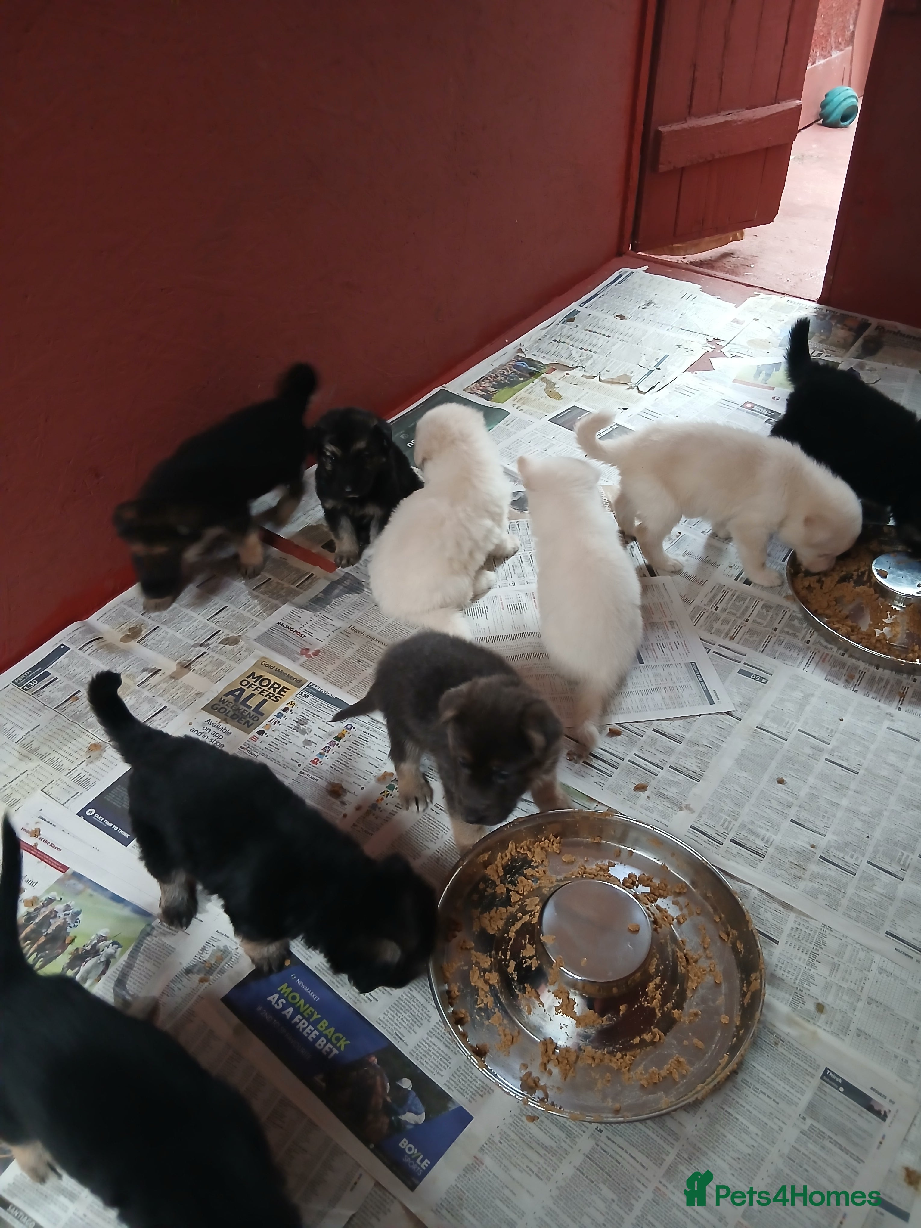 German Shepherd dogs Stunning KC reg German Shepherd pups - Advert 5