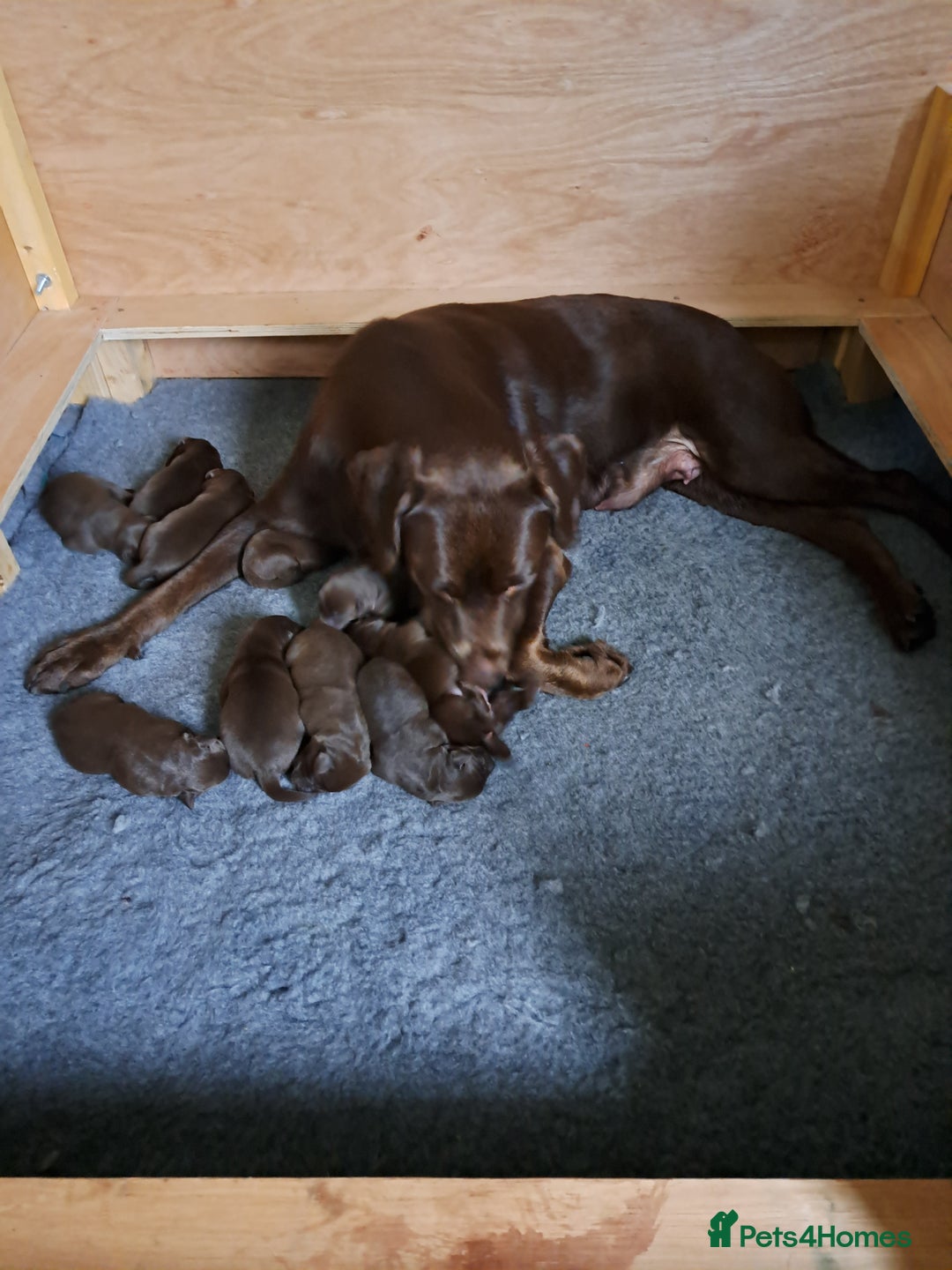 Labrador Retriever dogs for sale: KC Registered Chocolate Labrador Pups - Advert 5