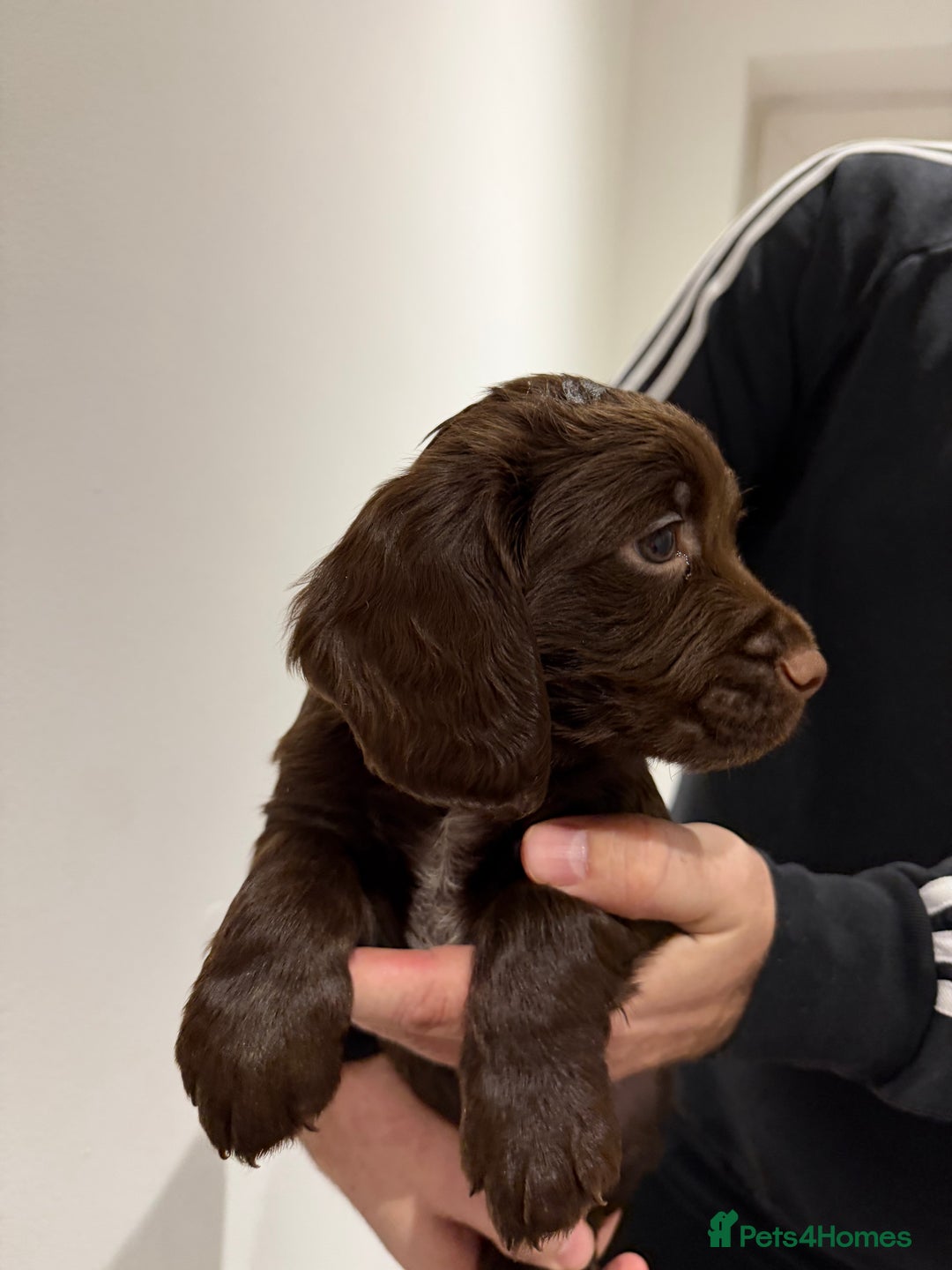Cocker Spaniel dogs for sale: KC Registered Working Cocker Spaniels  - Advert 17