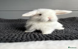 Mini Lop rabbits for sale: Little fluffy mini lops  - Image 8