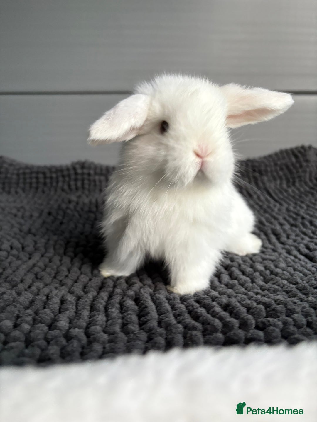 Mini Lop rabbits for sale: Little fluffy mini lops  - Image 8