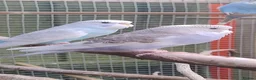 Budgerigars birds for sale: Baby budgies, easily tamed  - Advert 2