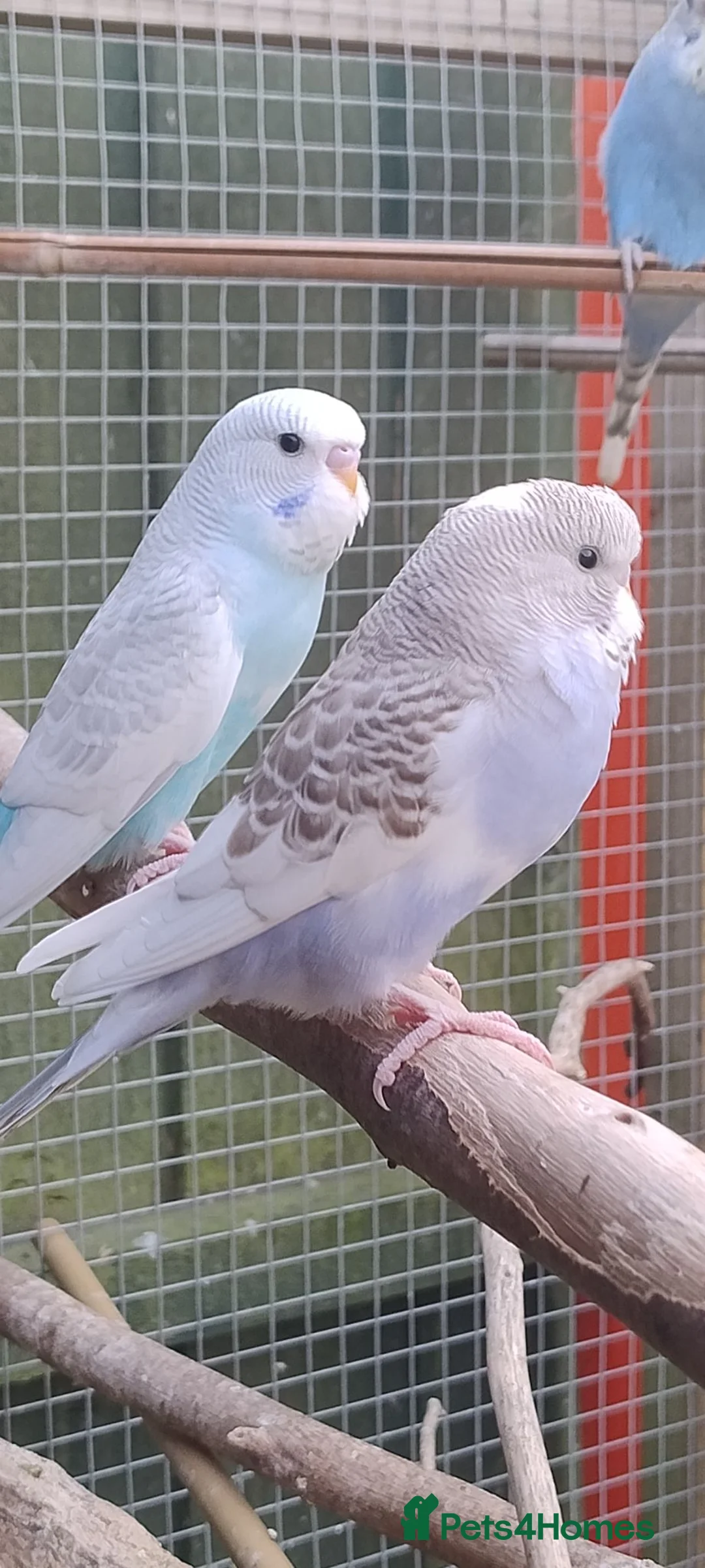 Budgerigars birds for sale: Baby budgies, easily tamed  - Advert 2