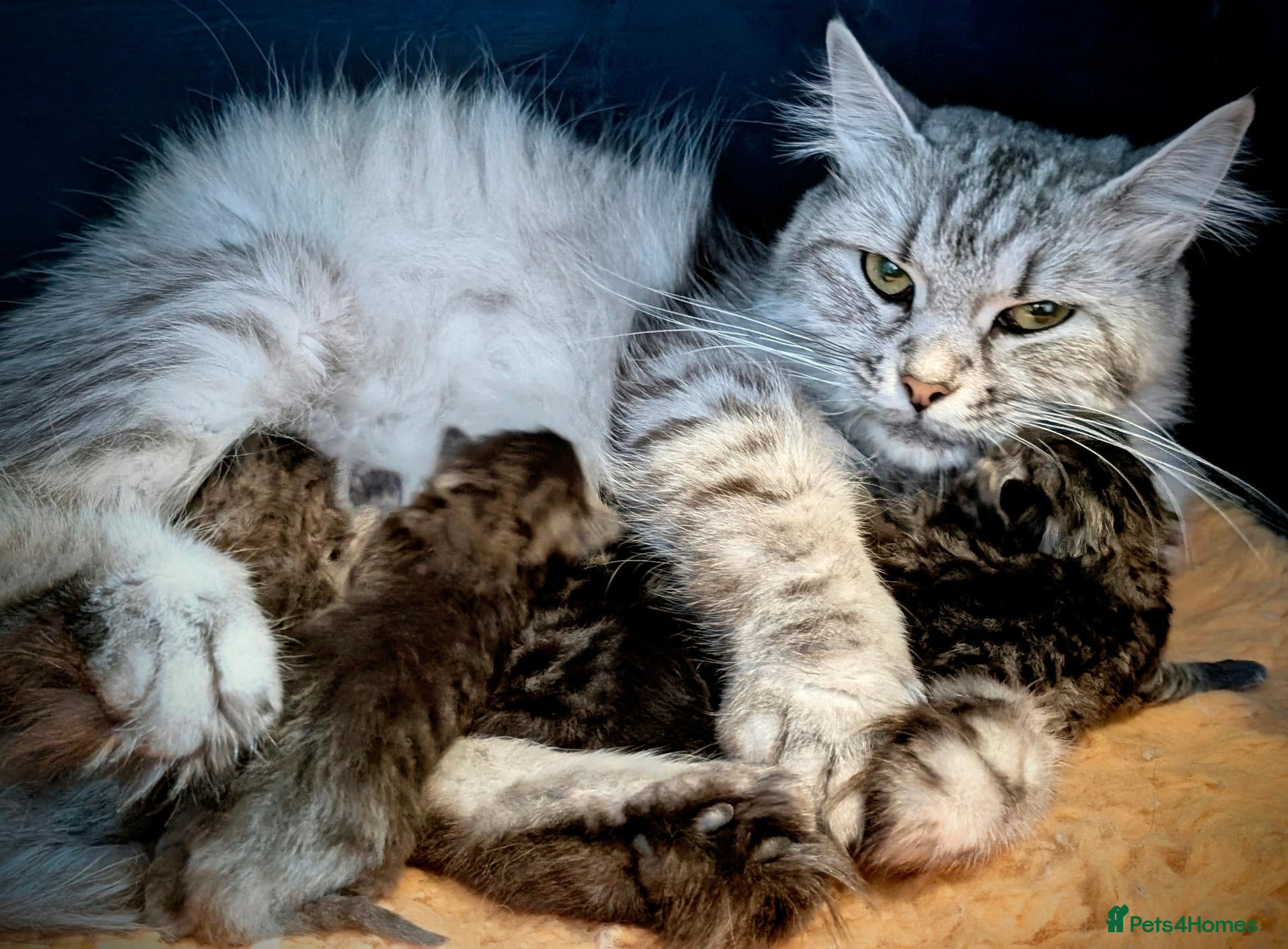 Siberian cats GCCF & TICA Registered Pure Breed Siberian  - Advert 2