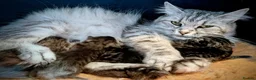 Siberian cats for sale: GCCF & TICA Registered Pure Breed Siberian  - Advert 1