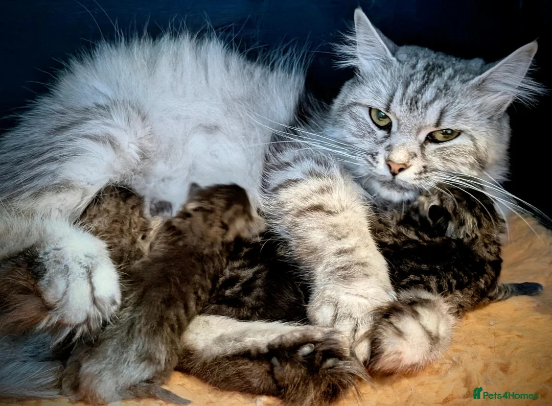 Siberian cats for sale: GCCF & TICA Registered Pure Breed Siberian  - Advert 1