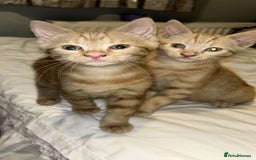 Domestic Shorthair cats for sale: 3 ginger kittens  - Image 4