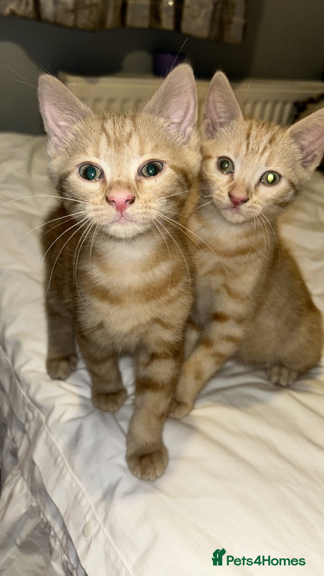 Domestic Shorthair cats for sale: 3 ginger kittens  - Image 4