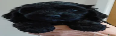 Cockapoo 3