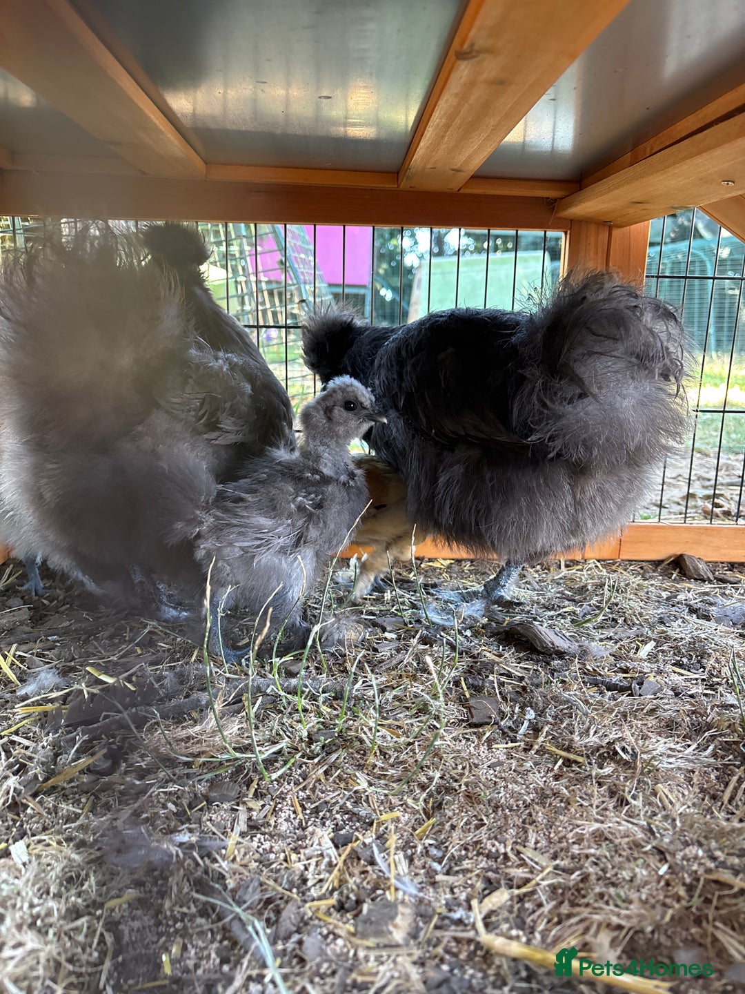 Chickens poultry for sale: 2 x three week old Unsexed chicks  - Image 2
