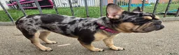 French Bulldog dogs for sale: French bulldog Rope nose  - Advert 6