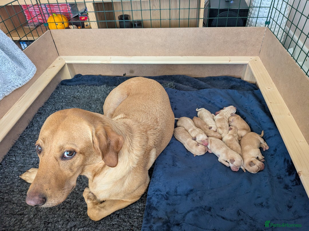 Goldador dogs for sale: Goldador puppies - all reserved  - Advert 22