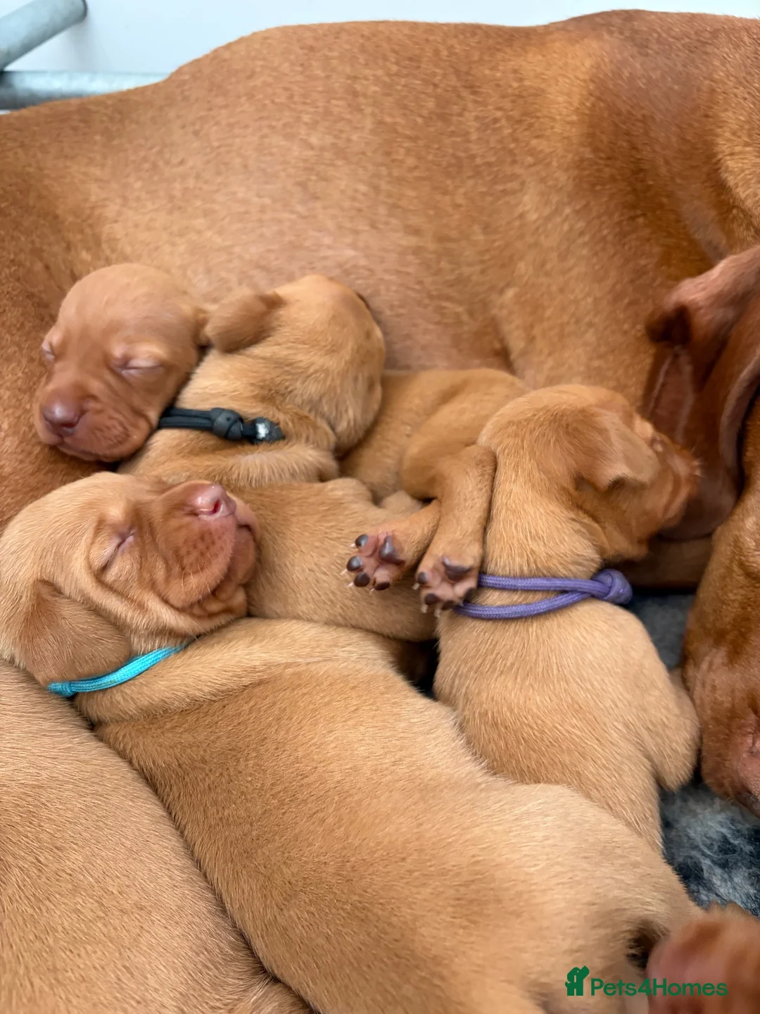 Hungarian Vizsla dogs for sale: Smooth haired Hungarian vizsla puppies  - Advert 2