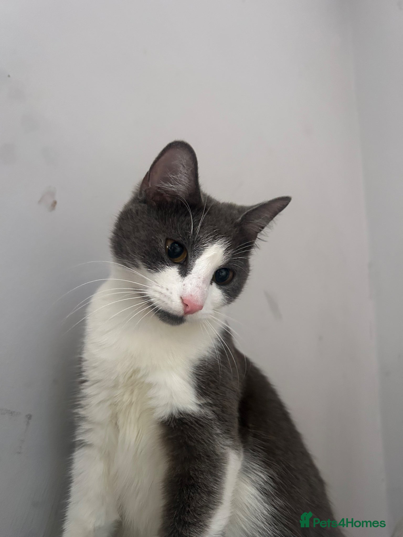 Mixed Breed cats 3 female kittens available.  - Advert 1