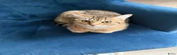 Bengal cats for sale: Playful Bengal -Lululemon  - Advert 6