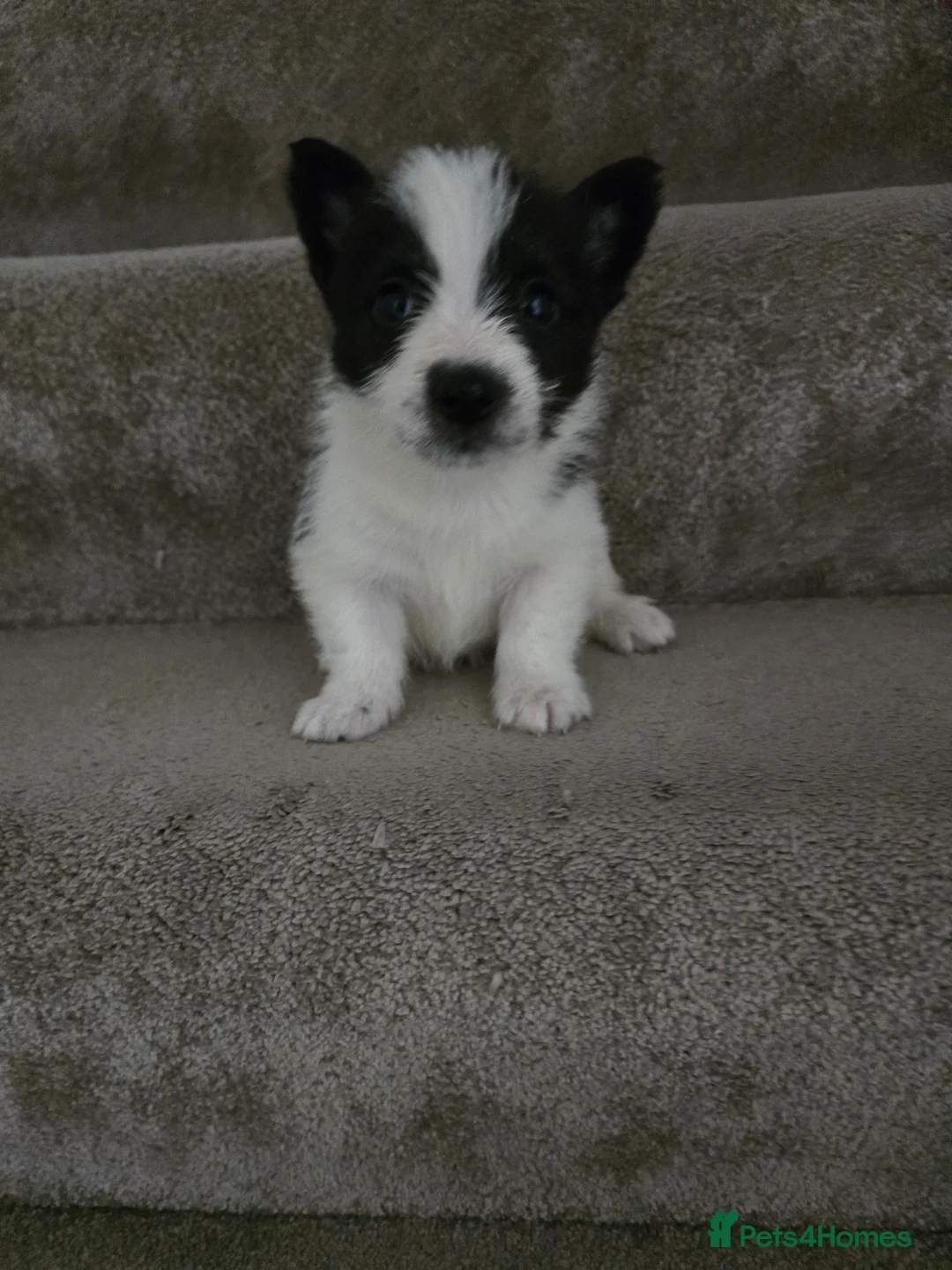 Mixed Breed dogs for sale: Malchi puppies for sale  - Advert 5