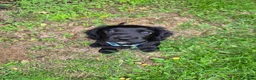 Cocker Spaniel dogs for sale: Cocker spaniel puppy in Cirencester - Advert 5