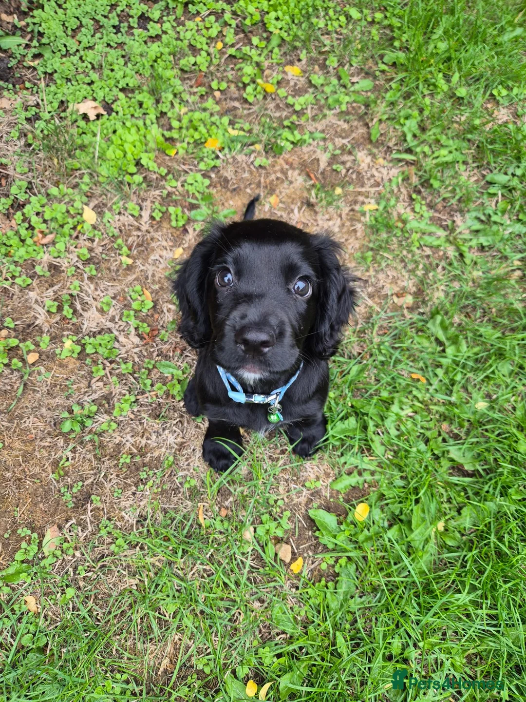 Cocker Spaniel dogs for sale: Cocker spaniel puppy in Cirencester - Advert 5