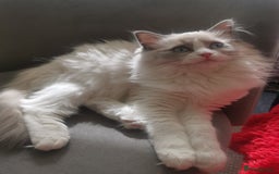 Ragdoll cats for sale: Blue Point Mitted Ragdoll Boy - Image 3