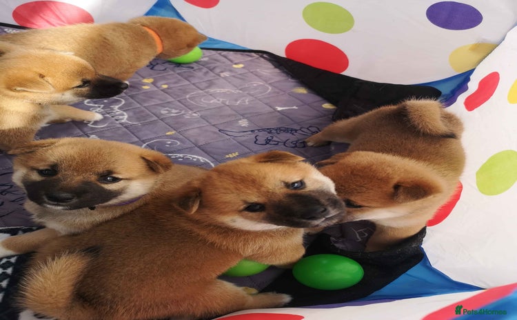 Japanese Shiba Inu dogs - Advert 1