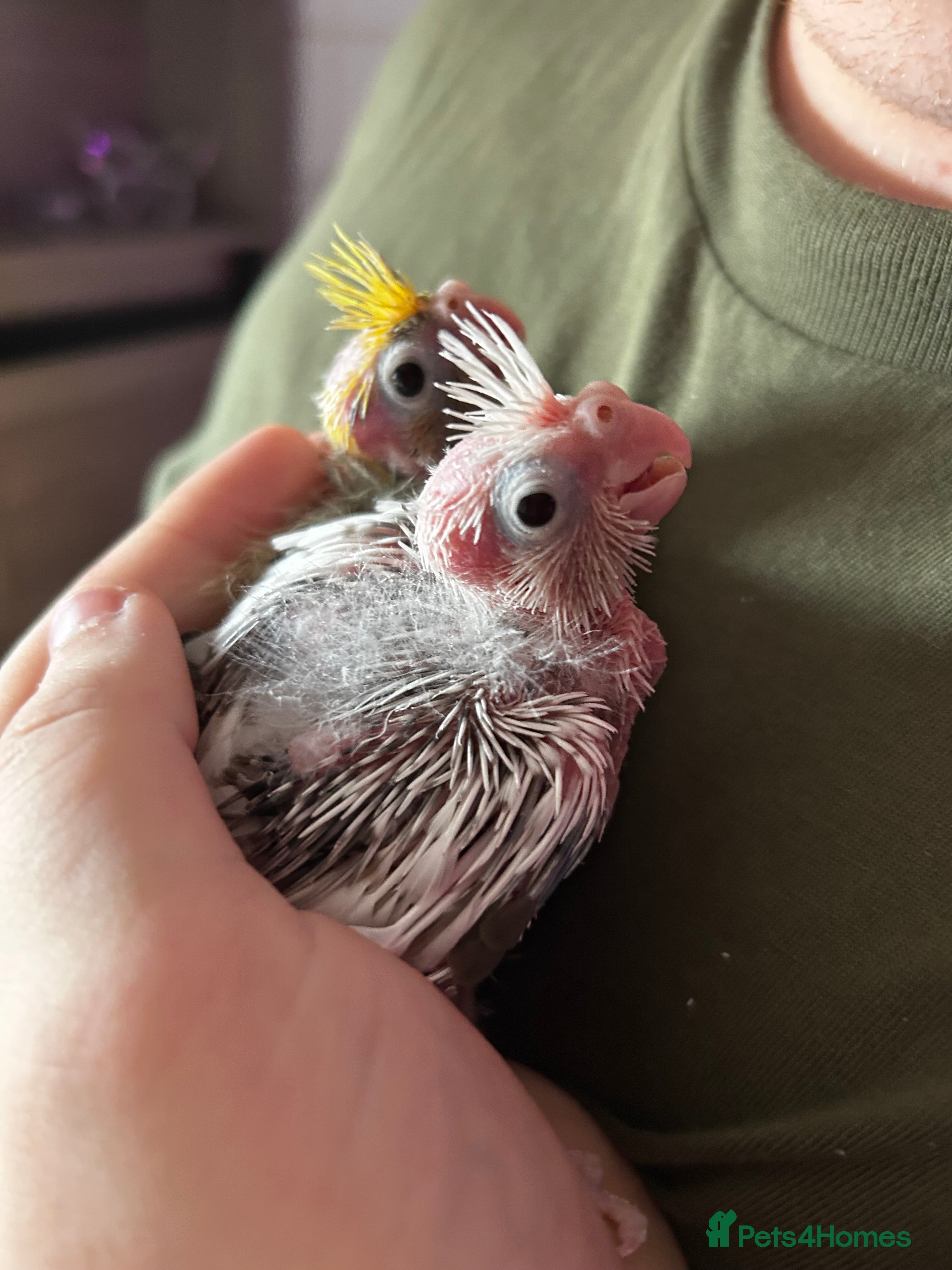 Cockatiels birds  Baby Cockatiels for sale - Advert 1