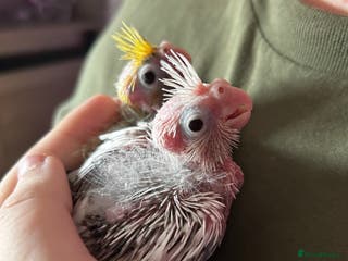 Cockatiels birds Baby Cockatiels for sale - Advert 1