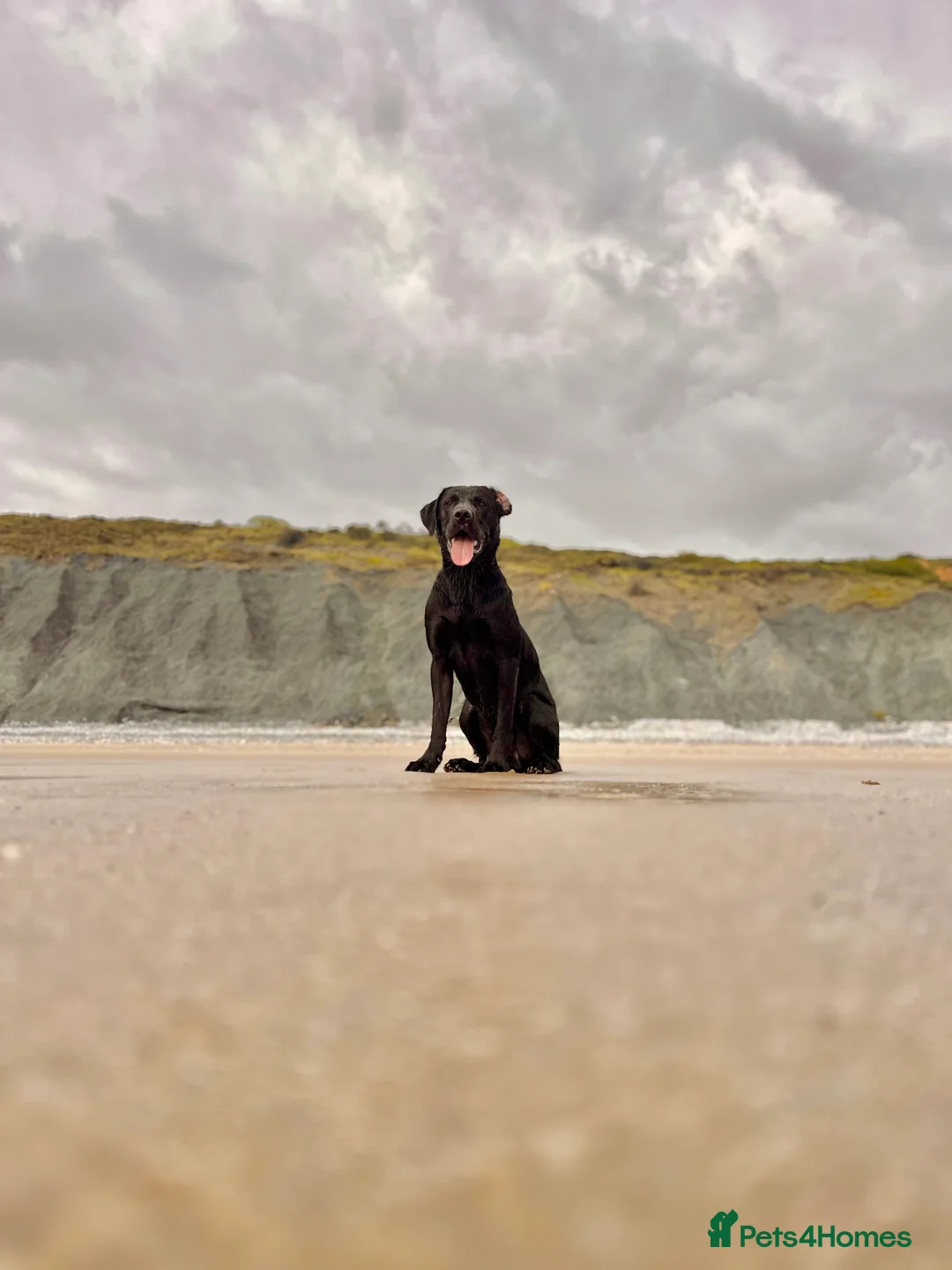 Labrador Retriever dogs for stud: Red, the black Labrador  - Advert 1