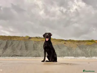 Labrador Retriever dogs Red, the black Labrador - Advert 1