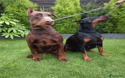 Dobermann dogs for sale: EUROPEAN DOBERMAN PUPPIES in Walsall - Image 12