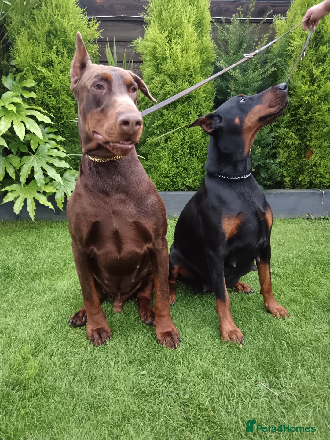 Dobermann dogs for sale: EUROPEAN DOBERMAN PUPPIES in Walsall - Image 12