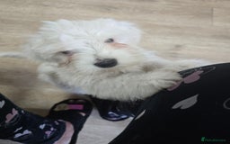 Maltese dogs for sale: Lovely maltese ready to go - Image 14
