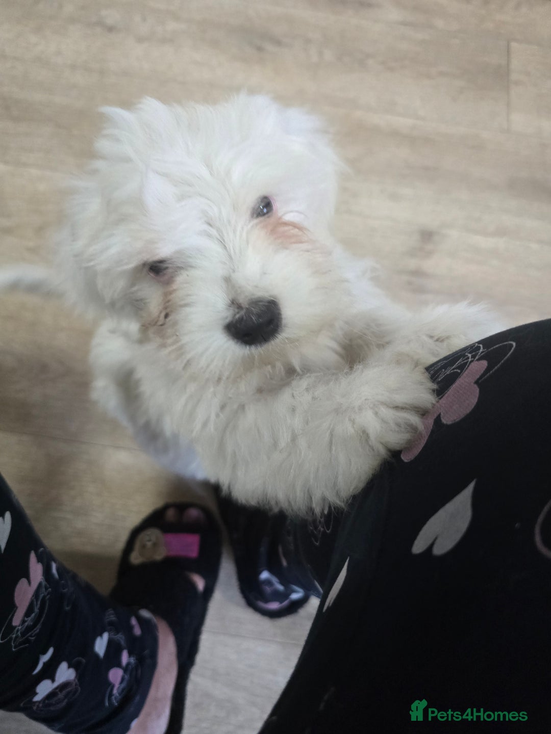 Maltese dogs for sale: Lovely maltese ready to go - Image 14