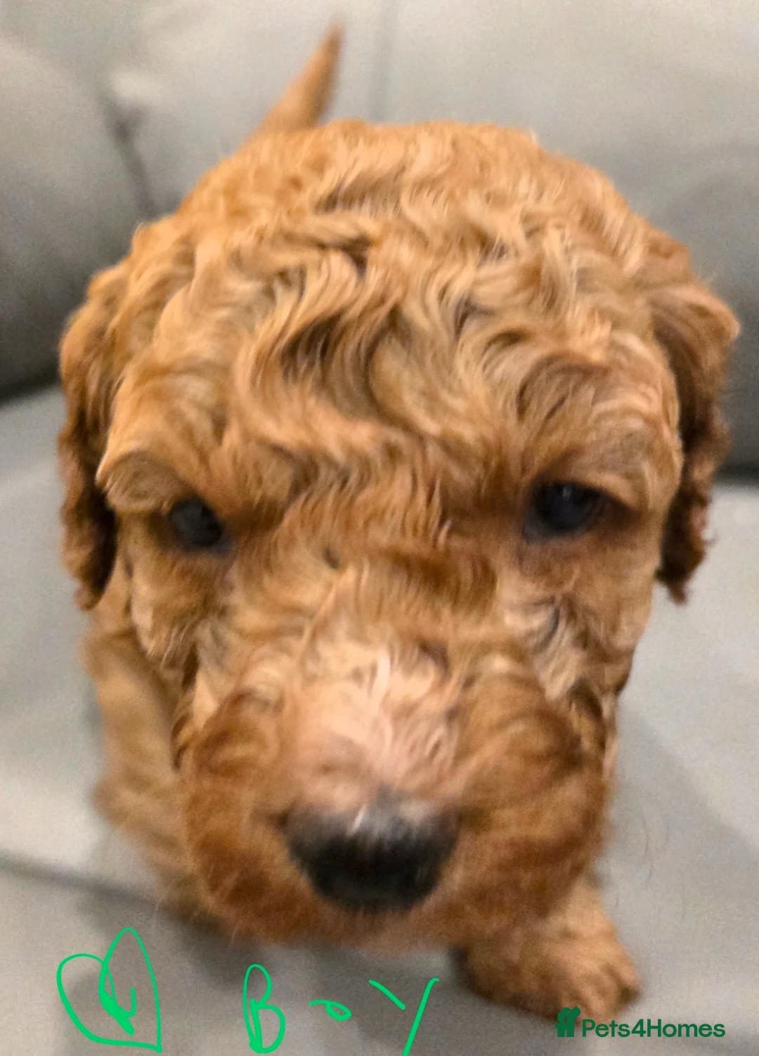 Mixed Breed dogs for sale: Beautiful Health Tested Poochon Cross Puppies  - Advert 13