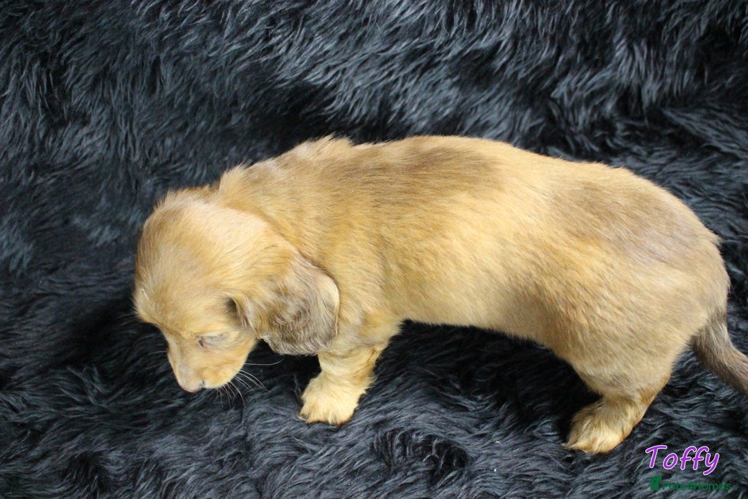 Miniature Dachshund dogs for sale: KC PRA Clear Mini Longhair Daxies – Dapple - Advert 19