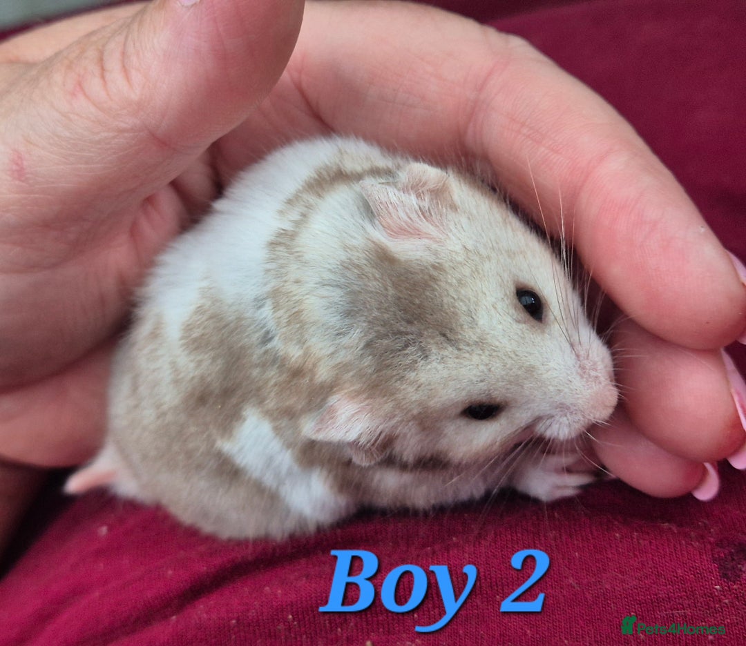 Hamster rodents for sale: Hamsters available - Image 6