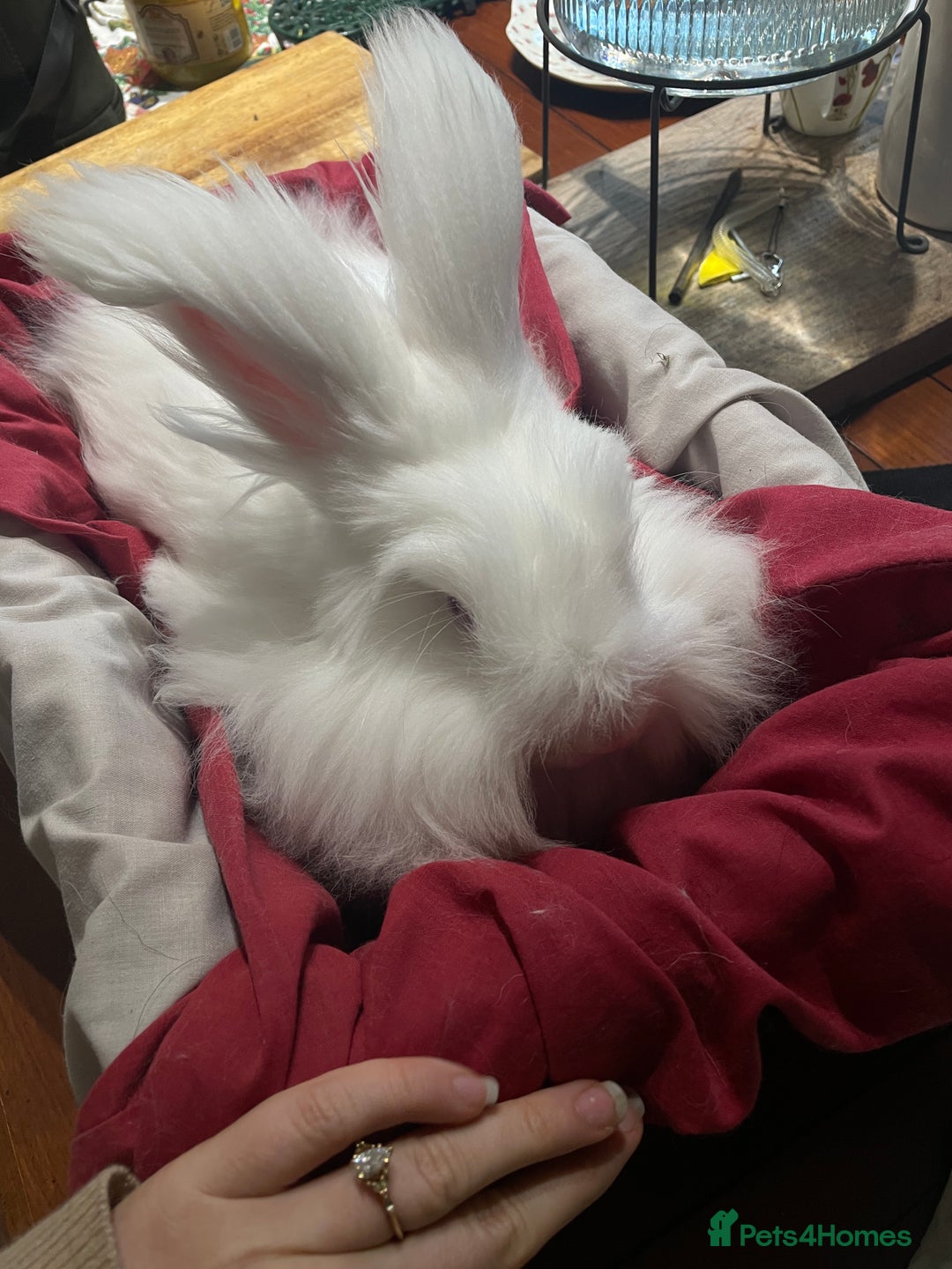 Angora rabbits for sale: Two bonded Angora bunnies for sale - Advert 2