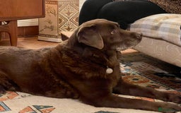 Labrador Retriever dogs for sale: Fabulous KC registered labradors - Image 32