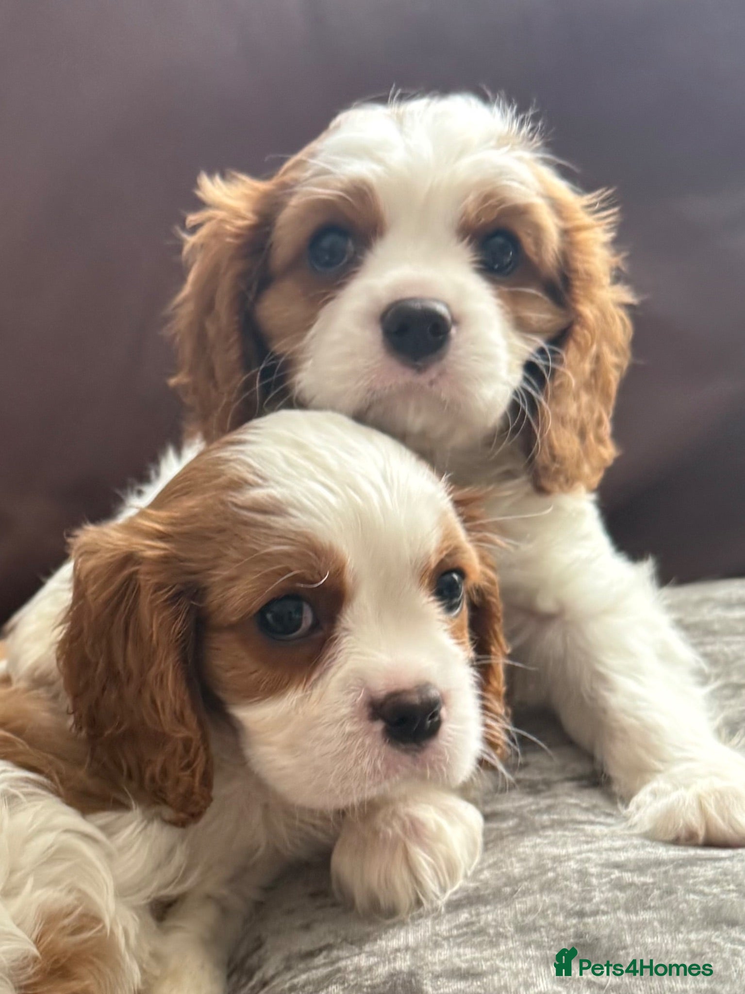 Cavalier King Charles Spaniel dogs Pure breed puppies-  parent's are health tested  - Advert 1