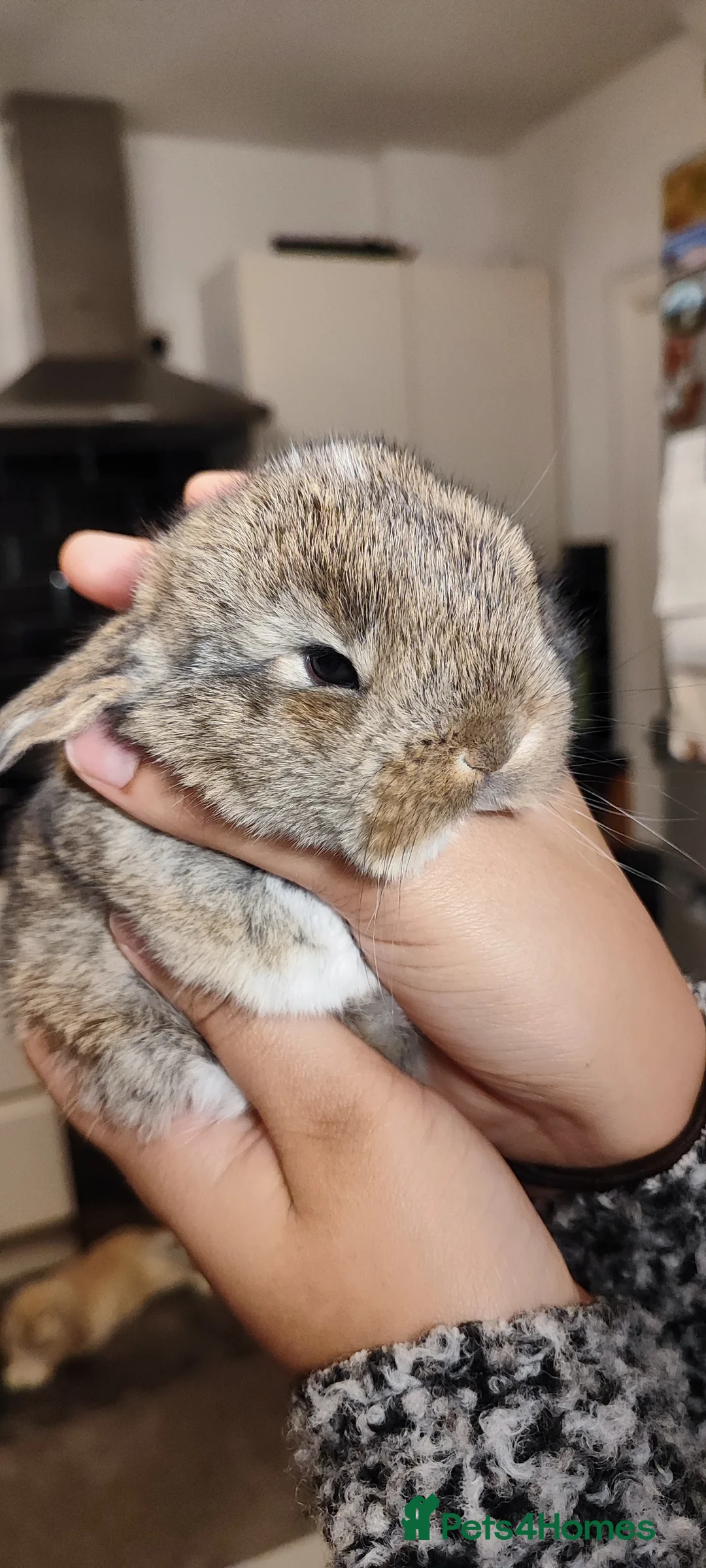 Mini Lop rabbits for sale: Beautiful mini lop x mini lop lion head  - Advert 4