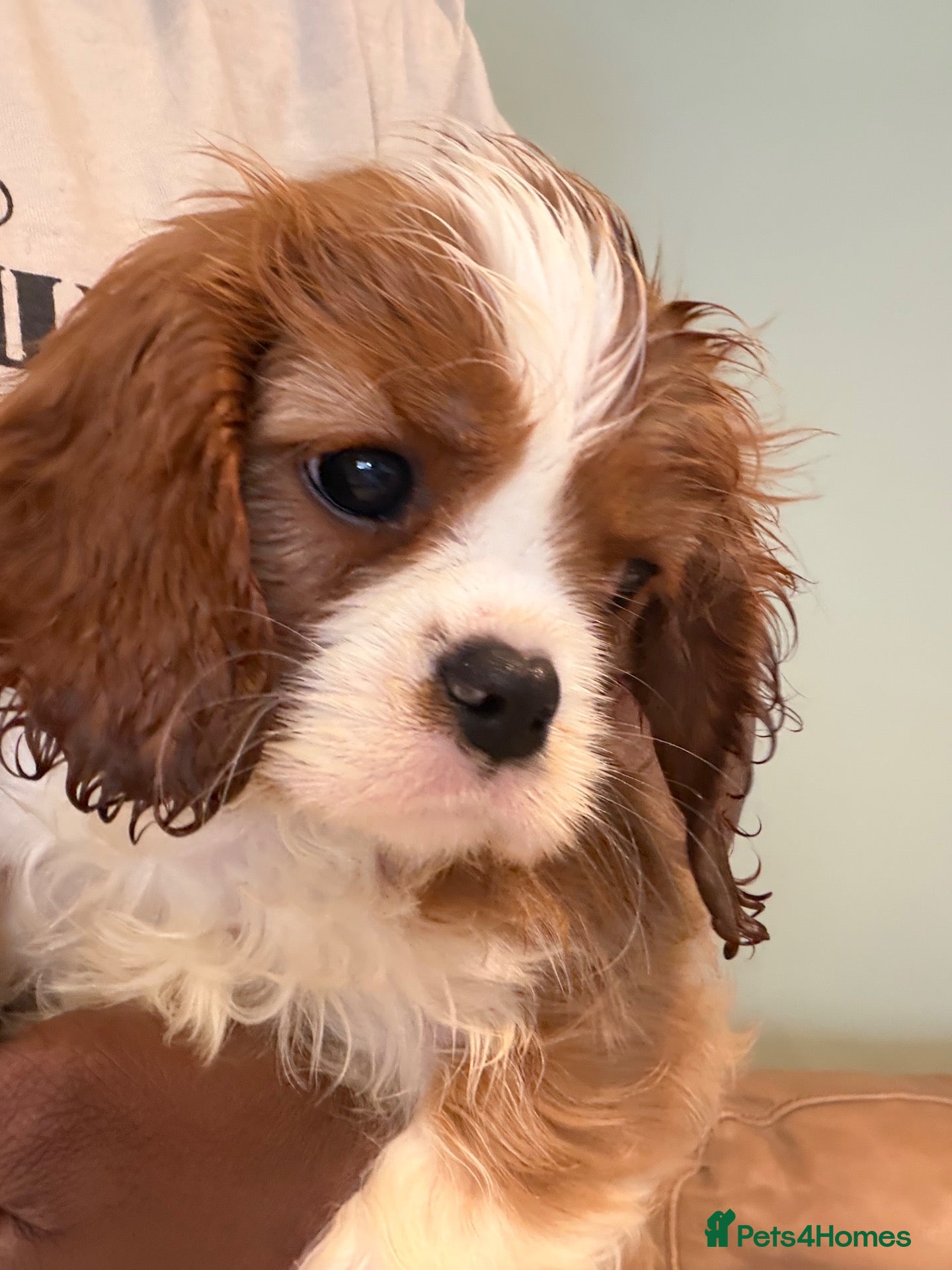 Cavalier King Charles Spaniel dogs KC reg 1 Blenhiem girl available - Advert 1
