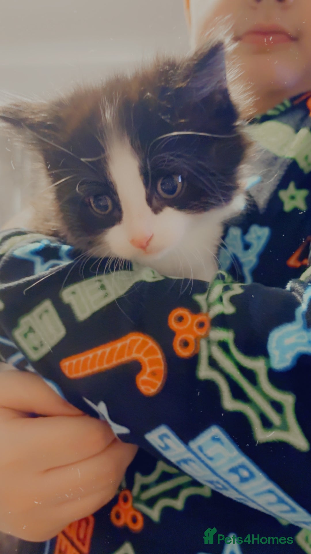 Mixed Breed cats for sale: 4 Beautiful fluffy kittens for sale - Advert 9