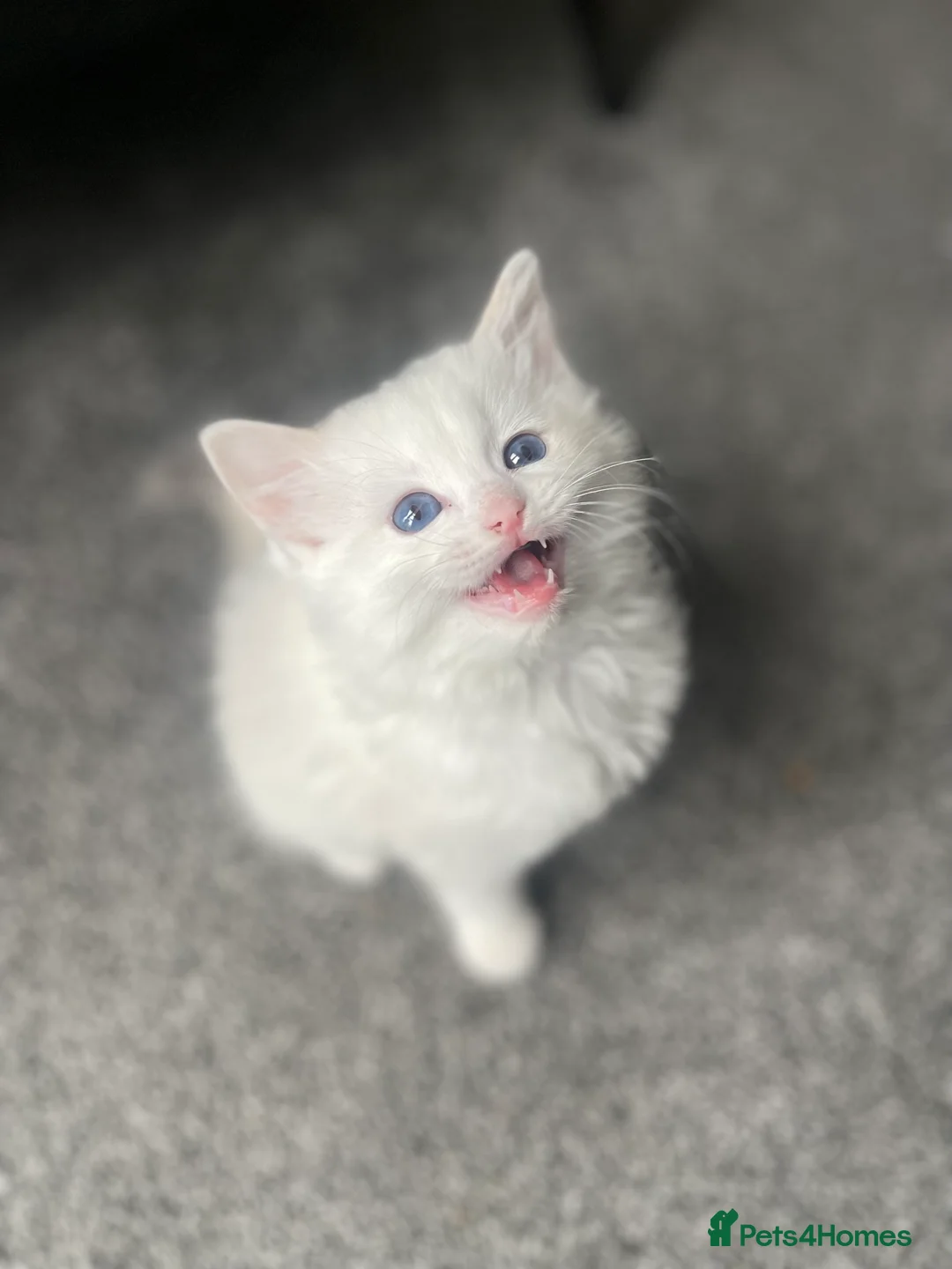 Ragdoll cats for sale: GCCF registered Ragdoll kittens purebred pedigree  - Advert 2