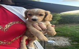 Cockapoo dogs for sale: cockapoo puppies - Image 5