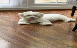 Maltese dogs for sale: Puppy - Image 11