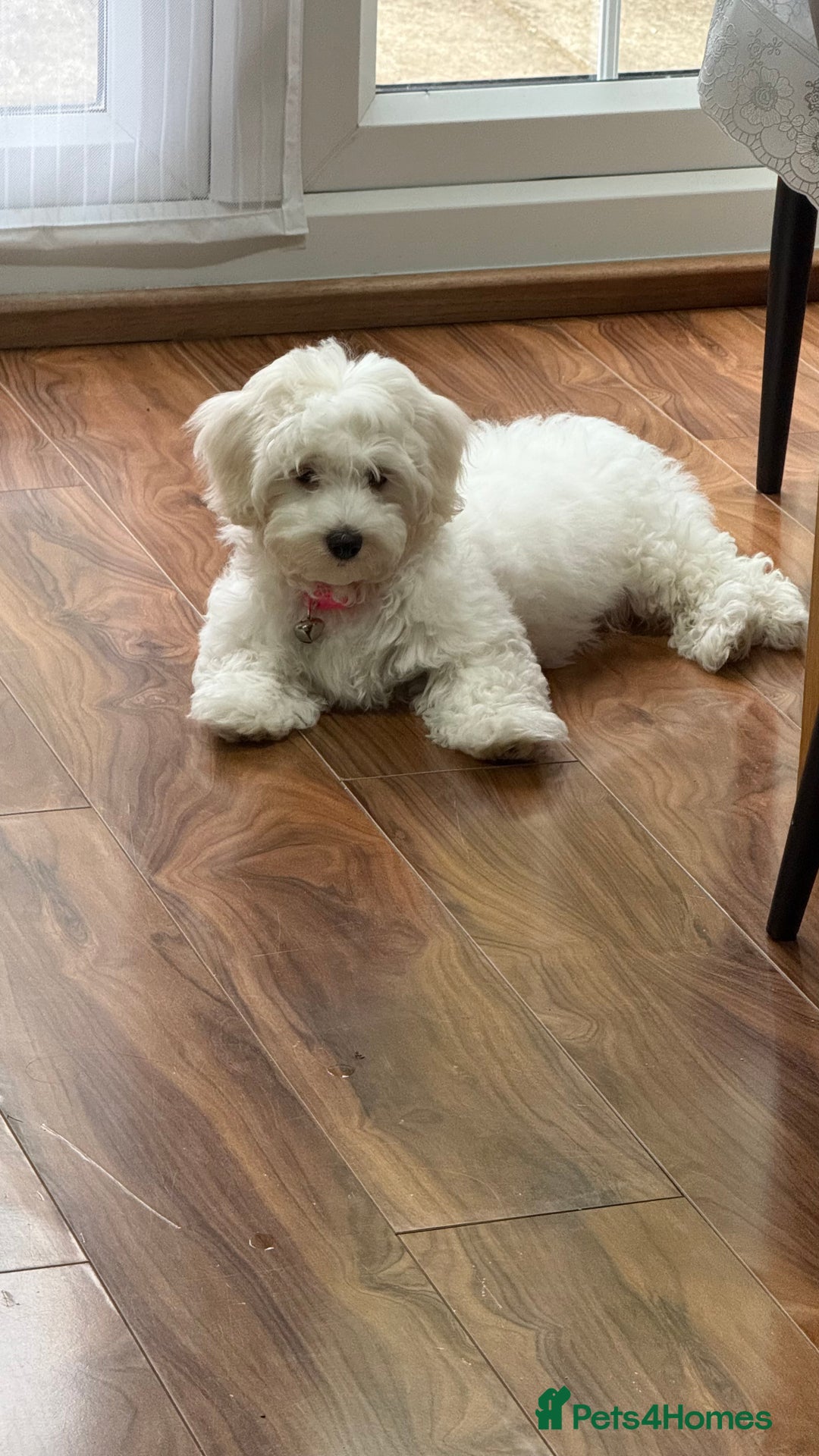 Maltese dogs for sale: Puppy - Image 11