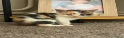 Mixed Breed cats for sale: 3 Kittens looking for their loving home!  - Advert 2