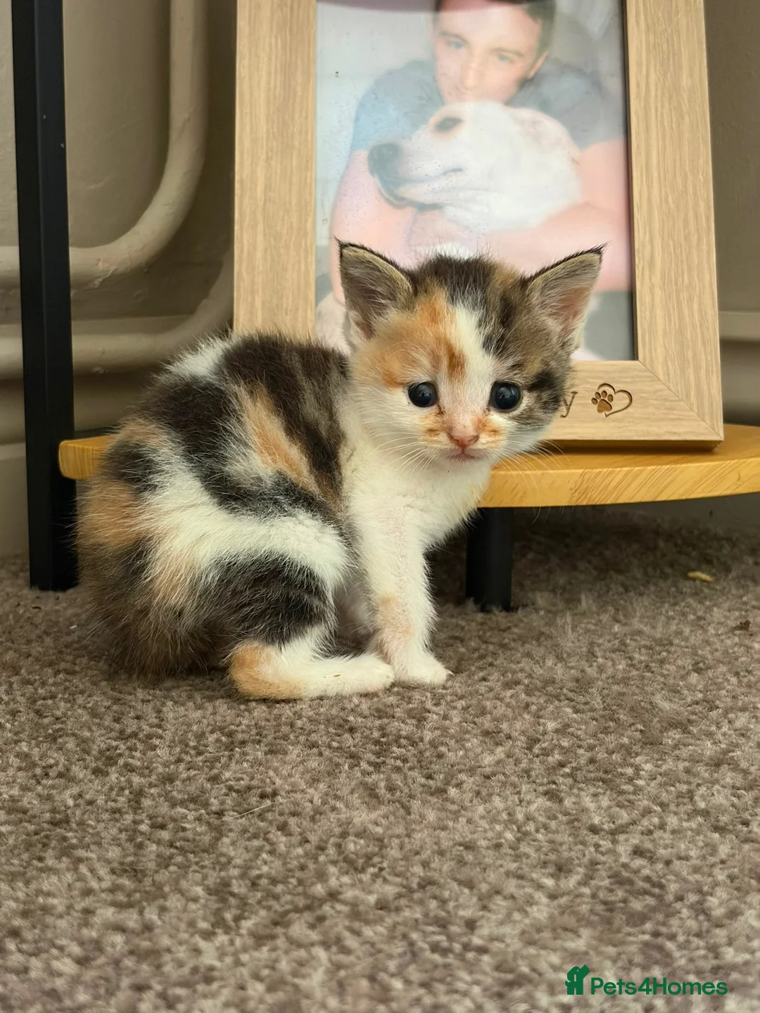 Mixed Breed cats for sale: 3 Kittens looking for their loving home!  - Advert 2